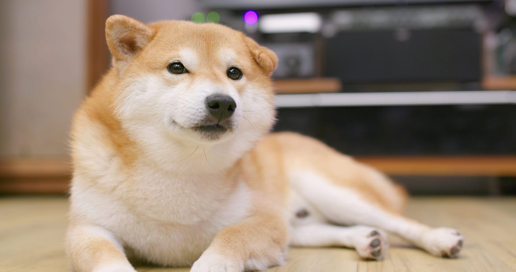 SHIBA INU (SHIB)